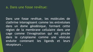 a. Dans une fosse revêtue:
Dans une fosse revêtue, les molécules de
clathrine interagissent comme les entretoises
dans un dome géodésique, formant cette
région de la membrane cellulaire dans une
cage comme l'invagination qui est pincée
dans le cytoplasme comme une vésicule
enduite contenant les ligands et leurs
récepteurs .
 