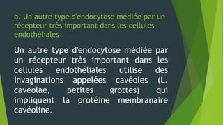 b. Un autre type d'endocytose médiée par un
récepteur très important dans les cellules
endothéliales
Un autre type d'endocytose médiée par
un récepteur très important dans les
cellules endothéliales utilise des
invaginations appelées cavéoles (L.
caveolae, petites grottes) qui
impliquent la protéine membranaire
cavéoline.
 