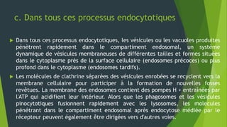 c. Dans tous ces processus endocytotiques
 Dans tous ces processus endocytotiques, les vésicules ou les vacuoles produites
pénètrent rapidement dans le compartiment endosomal, un système
dynamique de vésicules membraneuses de différentes tailles et formes situées
dans le cytoplasme près de la surface cellulaire (endosomes précoces) ou plus
profond dans le cytoplasme (endosomes tardifs).
 Les molécules de clathrine séparées des vésicules enrobées se recyclent vers la
membrane cellulaire pour participer à la formation de nouvelles fosses
revêtues. La membrane des endosomes contient des pompes H + entraînées par
l'ATP qui acidifient leur intérieur. Alors que les phagosomes et les vésicules
pinocytotiques fusionnent rapidement avec les lysosomes, les molecules
pénétrant dans le compartiment endosomal après endocytose médiée par le
récepteur peuvent également être dirigées vers d'autres voies.
 
