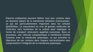 D'autres endosomes peuvent libérer tout leur contenu dans
un domaine séparé de la membrane cellulaire (transcytose),
ce qui est particulièrement important dans les cellules
épithéliales. Le mouvement en vrac de grosses molécules de
l'intérieur vers l'extérieur de la cellule peut impliquer la
forme de transport vésiculaire appellee exocytose. Dans ce
processus, une vésicule cytoplasmique à membrane limitée
fusionne avec la membrane plasmique, ce qui entraîne la
libération de son contenu dans l'espace extracellulaire sans
compromettre l'intégrité de la membrane plasmique.
 