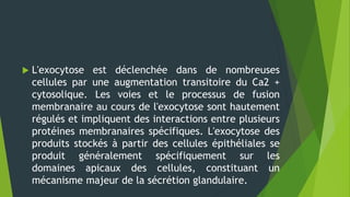  L'exocytose est déclenchée dans de nombreuses
cellules par une augmentation transitoire du Ca2 +
cytosolique. Les voies et le processus de fusion
membranaire au cours de l'exocytose sont hautement
régulés et impliquent des interactions entre plusieurs
protéines membranaires spécifiques. L'exocytose des
produits stockés à partir des cellules épithéliales se
produit généralement spécifiquement sur les
domaines apicaux des cellules, constituant un
mécanisme majeur de la sécrétion glandulaire.
 