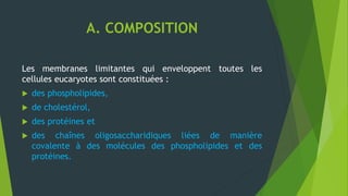 A. COMPOSITION
Les membranes limitantes qui enveloppent toutes les
cellules eucaryotes sont constituées :
 des phospholipides,
 de cholestérol,
 des protéines et
 des chaînes oligosaccharidiques liées de manière
covalente à des molécules des phospholipides et des
protéines.
 