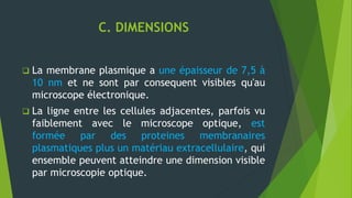 C. DIMENSIONS
 La membrane plasmique a une épaisseur de 7,5 à
10 nm et ne sont par consequent visibles qu'au
microscope électronique.
 La ligne entre les cellules adjacentes, parfois vu
faiblement avec le microscope optique, est
formée par des proteines membranaires
plasmatiques plus un matériau extracellulaire, qui
ensemble peuvent atteindre une dimension visible
par microscopie optique.
 