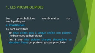 1. LES PHOSPHOLIPIDES
Les phospholipides membranaires sont
amphipathiques.
a. Constitution:
Ils sont constitués
- de deux acides gras à longue chaîne non polaires
(hydrophobes ou hydrofuges)
- liés à une tête polaire chargée (hydrophile ou
absorbant l'eau) qui porte un groupe phosphate.
 
