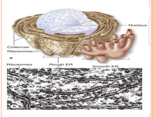 Reticulum endoplasmique et granule secretoire