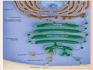 Reticulum endoplasmique et granule secretoire
