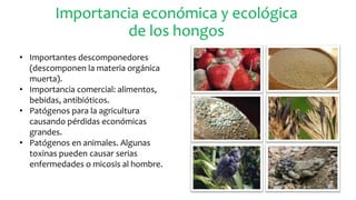 • Importantes descomponedores
(descomponen la materia orgánica
muerta).
• Importancia comercial: alimentos,
bebidas, antibióticos.
• Patógenos para la agricultura
causando pérdidas económicas
grandes.
• Patógenos en animales. Algunas
toxinas pueden causar serias
enfermedades o micosis al hombre.
Importancia económica y ecológica
de los hongos
 