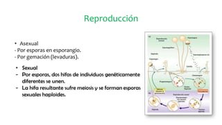 Reproducción
• Asexual
- Por esporas en esporangio.
- Por gemación (levaduras).
 