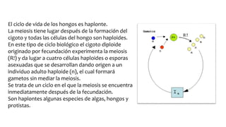 El ciclo de vida de los hongos es haplonte.
La meiosis tiene lugar después de la formación del
cigoto y todas las células del hongo son haploides.
En este tipo de ciclo biológico el cigoto diploide
originado por fecundación experimenta la meiosis
(R!) y da lugar a cuatro células haploides o esporas
asexuadas que se desarrollan dando origen a un
individuo adulto haploide (n), el cual formará
gametos sin mediar la meiosis.
Se trata de un ciclo en el que la meiosis se encuentra
inmediatamente después de la fecundación.
Son haplontes algunas especies de algas, hongos y
protistas.
 