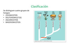 Clasificación
Se distinguen cuatro grupos de
hongos:
• ZIGOMICETOS
• DEUTEROMICETOS
• ASCOMICETOS
• BASIDIOMICETOS
 