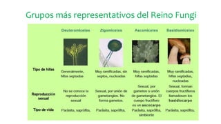 Grupos más representativos del Reino Fungi
 