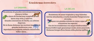Ecosistema de zonas tropicales y muy húmedas.
Lluvias abundantes y mucha humedad.Temperaturas
elevadas.
Bosques con grandes árboles en cuyas copas se
concentran las especies.
Uno de los ecosistemas con mayor biodiversidad.
Fauna:Colibrí,tapir,guacamayo,tucán,mono,anaconda,
Destacan:hongos,ficus,lianas,ceiba,plantas epifitas...
Ecosistema de grandes extensiones tropicales
planas y áridas.
Una época de lluvias muy templada y una
época muy seca y calurosa.
Grandes extensiones de hierba con árboles
dispersos.
En la fauna destacan las enormes manadas de
grandes herbívoros y sus
depredadores:Leopardo,elefante,rinoceronte,
búfalo,hiena...


LA SABANA
LA SELVA


Ecosistemas terrestres
 