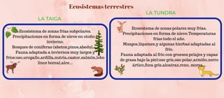 Ecosistema de zonas frías subpolares.
Precipitaciones en forma de nieve en otoño e
invierno.
Bosques de coníferas (abetos,pinos,abedul,...)
Fauna adaptada a inviernos muy largos y
fríos:oso,urogallo,ardilla,nutria,castor,salmón,lobo
lince boreal,alce...
LA TAIGA
LA TUNDRA


Ecosistema de zonas polares muy frías.
Precipitaciones en forma de nieve.Temperaturas
frías todo el año.
Musgos,líquenes,y algunas hierbas adaptadas al
frío.
Fauna adaptada al frío con gruesos pelajes y capas
de grasa bajo la piel:oso gris,oso polar,armiño,zorro
ártico,foca gris,alcatraz,reno, morsa...
Ecosistemas terrestres
 