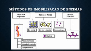 MÉTODOS DE IMOBILIZAÇÃO DE ENZIMAS
 