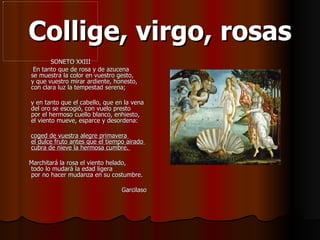 Collige, virgo, rosas SONETO XXIII En tanto que de rosa y de azucena  se muestra la color en vuestro gesto,  y que vuestro mirar ardiente, honesto,  con clara luz la tempestad serena;  y en tanto que el cabello, que en la vena  del oro se escogió, con vuelo presto  por el hermoso cuello blanco, enhiesto,  el viento mueve, esparce y desordena:  coged de vuestra alegre primavera  el dulce fruto antes que el tiempo airado  cubra de nieve la hermosa cumbre.  Marchitará la rosa el viento helado,  todo lo mudará la edad ligera  por no hacer mudanza en su costumbre. Garcilaso 