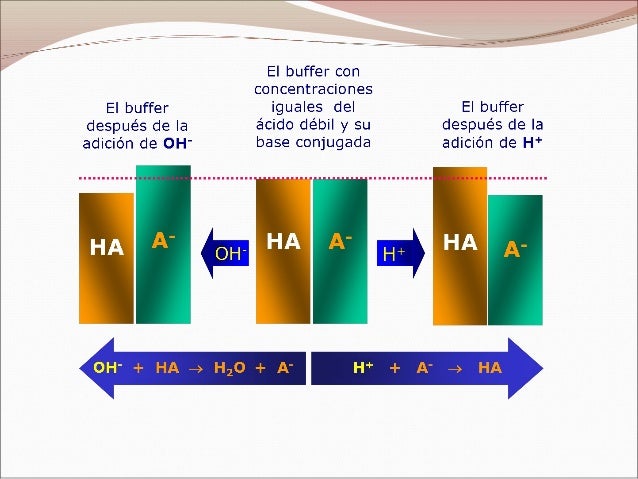 Buffer en el cuerpo humano