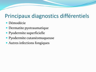 Principaux diagnostics différentiels
Démodécie
Dermatite pyotraumatique
Pyodermite superficielle
Pyodermite cutanéomuqueuse
Autres infections fongiques
