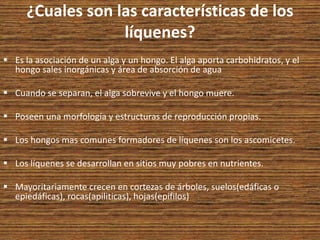 ¿Cuales son las características de los
líquenes?
 Es la asociación de un alga y un hongo. El alga aporta carbohidratos, y el
hongo sales inorgánicas y área de absorción de agua
 Cuando se separan, el alga sobrevive y el hongo muere.
 Poseen una morfología y estructuras de reproducción propias.
 Los hongos mas comunes formadores de líquenes son los ascomicetes.
 Los líquenes se desarrollan en sitios muy pobres en nutrientes.
 Mayoritariamente crecen en cortezas de árboles, suelos(edáficas o
epiedáficas), rocas(apiliticas), hojas(epifilos)
 