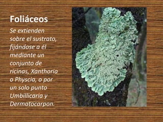 Foliáceos
Se extienden
sobre el sustrato,
fijándose a él
mediante un
conjunto de
ricinas, Xanthoria
o Physcia, o por
un solo punto
Umbillicaria y
Dermatocarpon.
 