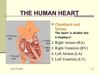 THE HUMAN HEART Chambers and Valves The heart is divided into 4   chambers :   Right Atrium (RA)  Right Ventricle (RV)  Left Atrium (LA)  Left Ventricle (LV)  