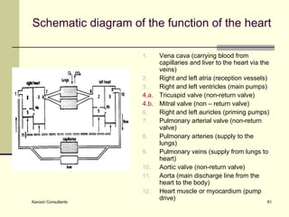 Schematic diagram of the function of the heart Vena cava (carrying blood from capillaries and liver to the heart via the veins)  Right and left atria (reception vessels) Right and left ventricles (main pumps) 4.a. Tricuspid valve (non-return valve) 4.b. Mitral valve (non – return valve)  Right and left auricles (priming pumps) Pulmonary arterial valve (non-return valve) Pulmonary arteries (supply to the lungs) Pulmonary veins (supply from lungs to heart) Aortic valve (non-return valve) Aorta (main discharge line from the heart to the body) Heart muscle or myocardium (pump drive) 