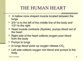 THE HUMAN HEART A hallow cone shaped muscle located between the lungs 2/3 rd  is to the left of the middle line of the body and 1/3 rd  to the right Heart muscle contracts (Systole), pumps blood out of the heart Right side of the heart collects oxygen poor blood from the body Pumps to lungs In lungs blood picks up oxygen release CO 2 Left side collects oxygen rich blood and pumps to the body 