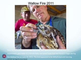 Wallow Fire 2011 
Dave Williams (left) and Michael Demlong, both with the Arizona Game and Fish 
Department, give water to a female baby red-tailed hawk that was found in Eagar during 
the Wallow Fire on June 14, 2011. The bird appeared to be dehydrated and starving. 
PHOTO BY: Tom Tingle/The Arizona Republic 
 