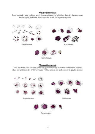 Plasmodium vivax
Tous les stades sont visibles; semis de granulations de Schüffner dans les fantômes des
         érythrocytes de l’hôte, surtout sur les bords de la goutte épaisse




           Trophozoïtes                                         Schizontes




                                    Gamétocytes


                                Plasmodium ovale
 Tous les stades sont visibles; semis de granulations de Schüffner nettement visibles
dans les fantômes des érythrocytes de l’hôte, surtout sur les bords de la goutte épaisse




             Trophozoïtes                                     Schizontes




                                   Gamétocytes




                                          14
 