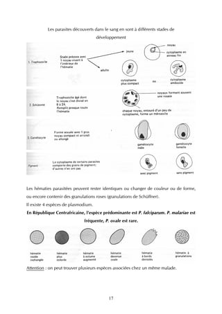 Les parasites découverts dans le sang en sont à différents stades de
                                     développement




Les hématies parasitées peuvent rester identiques ou changer de couleur ou de forme,
ou encore contenir des granulations roses (granulations de Schüffner).
Il existe 4 espèces de plasmodium.
En République Centrafricaine, l’espèce prédominante est P. falciparum. P. malariae est
                              fréquente, P. ovale est rare.




Attention : on peut trouver plusieurs espèces associées chez un même malade.




                                           17
 