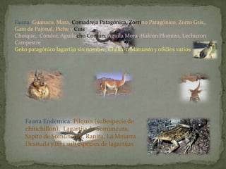 Fauna: Guanaco, Mara, Comadreja Patagónica, Zorrino Patagónico, Zorro Gris,,
Gato de Pajonal, Piche y Cuis.
Choique, Cóndor, Aguilucho Común, Águila Mora, Halcón Plomizo, Lechuzon
Campestre
Geko patagónico lagartija sin nombre, Chelco o Matuasto y ofidios varios




    Fauna Endémica: Pilquin (subespecie de
    chinchillon), Lagartija de Somuncura,
    Sapito de Somuncura, Ranita, La Mojarra
    Desnuda y tres sub especies de lagartijas
 
