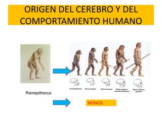 T P N-¦ 2 LA EVOLUCI+ôN DEL HOMBRE 2013.ppt