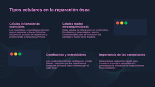 Celulas Q Intervienen En Desgarro Explicacion De Como Se Desarrolla 