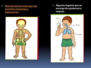  Músculo de los hueso que nos
permiten movernos y
sostenernos.
 Algunos órganos que se
encarga de ayudarnos a
respirar.
 