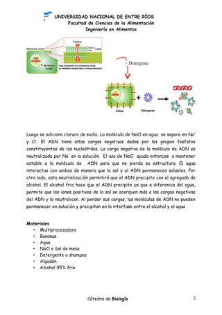 UNIVERSIDAD NACIONAL DE ENTRE RÍOS
Facultad de Ciencias de la Alimentación
Ingeniería en Alimentos
Luego se adiciona cloruro de sodio. La molécula de NaCl en agua se separa en Na+
y Cl-
. El ADN tiene altas cargas negativas dadas por los grupos fosfatos
constituyentes de los nucleótidos. La carga negativa de la molécula de ADN es
neutralizada por Na+
en la solución. El uso de NaCl ayuda entonces a mantener
estable a la molécula de ADN para que no pierda su estructura. El agua
interactua con ambos de manera que la sal y el ADN permaneces solubles. Por
otro lado, esta neutralización permitirá que el ADN precipite con el agregado de
alcohol. El alcohol frio hace que el ADN precipite ya que a diferencia del agua,
permite que los iones positivos de la sal se acerquen más a las cargas negativas
del ADN y lo neutralicen. Al perder sus cargas, las moléculas de ADN no pueden
permanecer en solución y precipitan en la interfase entre el alcohol y el agua
Materiales
• Multiprocesadora
• Bananas
• Agua
• NaCl o Sal de mesa
• Detergente o shampoo
• Algodón
• Alcohol 95% frio
Cátedra de Biología 2
+ Detergente
 