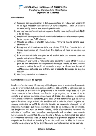 UNIVERSIDAD NACIONAL DE ENTRE RÍOS
Facultad de Ciencias de la Alimentación
Ingeniería en Alimentos
Procedimiento
a) Procesar con una minipimer ¼ de banana cortada en rodajas con unos 5-10
ml de agua. Procesar hasta obtener un puré homogéneo. Tomar un alícuota
de este puré y pasarlo a un vaso de precipitados.
b) Agregar una cucharadita de detergente líquido y una cucharadita de NaCl
o sal de mesa.
c) Disolver el detergente y la sal revolviendo lentamente sin formar espuma.
Dejar reposar por 5-10 minutos
d) Usando un embudo y algodón humedecido, filtrar la mezcla banana-agua-
shampoo-sal
e) Recogemos el filtrado en un tubo con alcohol 95% frio. Durante todo el
tiempo mantenemos el filtrado bien frío (colocar el tubo en un cubo con
hielo)
f) El ADN neutralizado precipita en el alcohol frio. Se observa como un
precipitado viscoso blanquecino.
g) Introducir una varilla y removerla hacia adelante y hacia atrás y poco a
poco se irán enrollando los fragmentos de mayor tamaño de ADN. Pasado
un minuto retirar la varilla atravesando la capa de alcohol con lo cual el
ADN quedará adherido a su extremo con el aspecto de un copo de algodón
mojado.
h) Graficar y describir lo observado
Electroforesis en gel de agarosa
La electroforesis es una técnica muy utilizada para separar moléculas de acuerdo
a su diferente movilidad en un campo eléctrico. Básicamente la velocidad con la
que se mueve un electrolito es proporcional a la relación carga/masa. El ADN
tiene como ya se ha señalado, una fuerte carga negativa, por lo que si se lo
somete a un campo eléctrico, migra hacia el ánodo. Sin embargo, la relación
carga/masa se mantiene constante, pues cada unidad monomérica que se agrega
aporta la misma carga y masa, sin modificar así la relación. Con el objetivo de
separar moléculas de ADN de distinto tamaño, es necesario introducir en el
medio una malla (gel) que impida la difusión libre de las moléculas. De este modo,
los fragmentos de ADN de mayor tamaño, serán efectivamente retenidos en
relación a aquéllos más pequeños, consiguiendo así resolver una mezcla
heterogénea de fragmentos de acuerdo sólo al tamaño de los mismos. Los geles
se comportan entonces como un tamiz molecular y permiten separar moléculas
cargadas en función de su tamaño y forma. Así, moléculas de ADN de diferente
tamaño van a emigrar de forma distinta en una electroforesis en gel de agarosa.
Cátedra de Biología 3
 