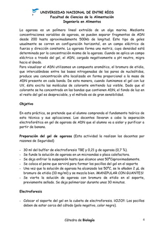 UNIVERSIDAD NACIONAL DE ENTRE RÍOS
Facultad de Ciencias de la Alimentación
Ingeniería en Alimentos
La agarosa es un polímero lineal extraído de un alga marina. Mediante
concentraciones variables de agarosa, se pueden separar fragmentos de ADN
desde 200 hasta aproximadamente 500kb de longitud. Este tipo de geles
usualmente se corren en configuración horizontal, en un campo eléctrico de
fuerza y dirección constante. La agarosa forma una matriz, cuya densidad está
determinada por la concentración misma de la agarosa. Cuando se aplica un campo
eléctrico a través del gel, el ADN, cargado negativamente a pH neutro, migra
hacia el ánodo.
Para visualizar el ADN utilizamos un compuesto aromático, el bromuro de etidio,
que intercalándose entre las bases nitrogenadas de los pares de nucleótidos,
produce una concentración alta localizada en forma proporcional a la masa de
ADN presente en cada banda. De esta manera, cuando iluminamos el gel con luz
UV, ésta excita las moléculas de colorante emitiendo luz visible. Dado que el
colorante se ha concentrado en las bandas que contienen ADN, el fondo de luz en
el resto del gel es despreciable, y el método es de gran sensibilidad.
Objetivo
En esta práctica, se pretende que el alumno comprenda el fundamento teórico de
esta técnica y sus aplicaciones. Los docentes llevaran a cabo la separación
electroforética en gel de agarosa de ADN que el alumno va a aislar y purificar a
partir de banana.
Preparación del gel de agarosa (Esta actividad la realizan los docentes por
razones de Seguridad)
- 30 ml del buffer de electroforesis TBE y 0,21 g de agarosa (0,7 %).
- Se funde la solución de agarosa en un microondas o placa calefactora.
- Se deja enfriar la suspensión hasta que alcance unos 50ºCaproximadamente.
- Se coloca el peine que servirá para formar los pocillos del gel en el soporte
- Una vez que la solución de agarosa ha alcanzado los 50ºC, se le añaden 2 µL de
bromuro de etidio (10 mg/ml) y se mezcla bien. ¡MANIPULAR CON GUANTES!
- Se vierte la solución de agarosa con bromuro de etidio en el soporte,
previamente sellado. Se deja polimerizar durante unos 30 minutos.
Electroforesis
- Colocar el soporte del gel en la cubeta de electroforesis. ¡¡OJO!!: Los pocillos
deben de estar cerca del cátodo (polo negativo, color negro).
Cátedra de Biología 4
 