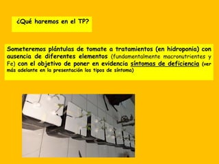 ¿Qué haremos en el TP?
Someteremos plántulas de tomate a tratamientos (en hidroponia) con
ausencia de diferentes elementos (fundamentalmente macronutrientes y
Fe) con el objetivo de poner en evidencia síntomas de deficiencia (ver
más adelante en la presentación los tipos de síntoma)
 