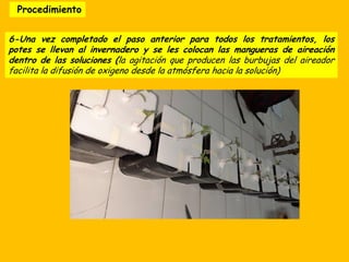Procedimiento
6-Una vez completado el paso anterior para todos los tratamientos, los
potes se llevan al invernadero y se les colocan las mangueras de aireación
dentro de las soluciones (la agitación que producen las burbujas del aireador
facilita la difusión de oxigeno desde la atmósfera hacia la solución)
 