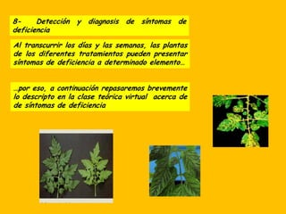 8- Detección y diagnosis de síntomas de
deficiencia
Al transcurrir los días y las semanas, las plantas
de los diferentes tratamientos pueden presentar
síntomas de deficiencia a determinado elemento…
…por eso, a continuación repasaremos brevemente
lo descripto en la clase teórica virtual acerca de
de síntomas de deficiencia
 