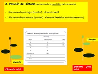2. Posición del síntoma (relacionado la movilidad del elemento)
- Síntoma en hojas viejas (basales): elemento móvil
- Síntoma en hojas nuevas (apicales): elemento inmóvil (o movilidad intermedia)
Elemento móvil
Elemento poco
móvil
Clorosis
Clorosis
 
