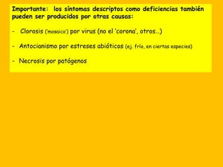 Importante: los síntomas descriptos como deficiencias también
pueden ser producidos por otras causas:
- Clorosis (‘mosaico’) por virus (no el ‘corona’, otros…)
- Antocianismo por estreses abióticos (ej. frío, en ciertas especies)
- Necrosis por patógenos
 