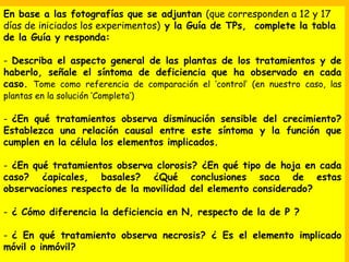 En base a las fotografías que se adjuntan (que corresponden a 12 y 17
días de iniciados los experimentos) y la Guía de TPs, complete la tabla
de la Guía y responda:
- Describa el aspecto general de las plantas de los tratamientos y de
haberlo, señale el síntoma de deficiencia que ha observado en cada
caso. Tome como referencia de comparación el ‘control’ (en nuestro caso, las
plantas en la solución ‘Completa’)
- ¿En qué tratamientos observa disminución sensible del crecimiento?
Establezca una relación causal entre este síntoma y la función que
cumplen en la célula los elementos implicados.
- ¿En qué tratamientos observa clorosis? ¿En qué tipo de hoja en cada
caso? ¿apicales, basales? ¿Qué conclusiones saca de estas
observaciones respecto de la movilidad del elemento considerado?
- ¿ Cómo diferencia la deficiencia en N, respecto de la de P ?
- ¿ En qué tratamiento observa necrosis? ¿ Es el elemento implicado
móvil o inmóvil?
 