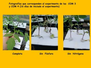 Fotografías que corresponden al experimento de las COM 3
y COM 4 (16 días de iniciado el experimento)
Completa Sin Fósforo Sin Nitrógeno
 
