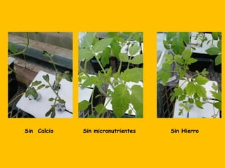 Sin Calcio Sin micronutrientes Sin Hierro
 