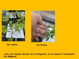 Sin Azufre Sin Potasio
nota: por razones técnicas de la fotografía, no se incluye el tratamiento
‘Sin Magnesio’
 