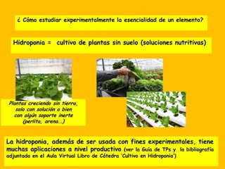 ¿ Cómo estudiar experimentalmente la esencialidad de un elemento?
Hidroponia = cultivo de plantas sin suelo (soluciones nutritivas)
Plantas creciendo sin tierra,
solo con solución o bien
con algún soporte inerte
(perlita, arena..)
La hidroponia, además de ser usada con fines experimentales, tiene
muchas aplicaciones a nivel productivo (ver la Guía de TPs y la bibliografía
adjuntada en el Aula Virtual Libro de Cátedra ‘Cultivo en Hidroponia’)
 
