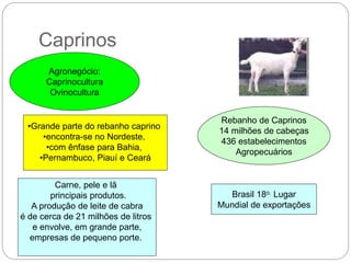 Caprinos
17
Agronegócio:
Caprinocultura
Ovinocultura
Rebanho de Caprinos
14 milhões de cabeças
436 estabelecimentos
Agropecuários
Brasil 18o. Lugar
Mundial de exportações
•Grande parte do rebanho caprino
•encontra-se no Nordeste,
•com ênfase para Bahia,
•Pernambuco, Piauí e Ceará
Carne, pele e lã
principais produtos.
A produção de leite de cabra
é de cerca de 21 milhões de litros
e envolve, em grande parte,
empresas de pequeno porte.
 