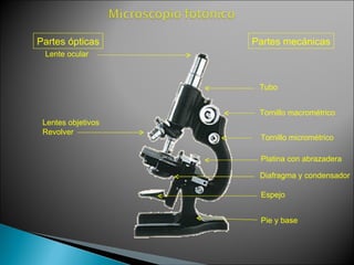 Lente ocular Lentes objetivos Revolver Tubo Tornillo macrométrico Tornillo micrométrico Platina con abrazadera Diafragma y condensador Espejo Pie y base Partes ópticas Partes mecánicas 