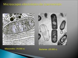 Mitocondria  (16.000 x) Bacterias  (25.000 x) 
