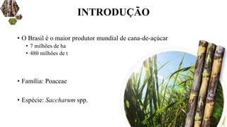 INTRODUÇÃO
• O Brasil é o maior produtor mundial de cana-de-açúcar
• 7 milhões de ha
• 480 milhões de t
• Família: Poaceae
• Espécie: Saccharum spp.
 
